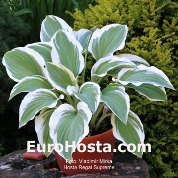 Hosta Regal Supreme - Eurohosta