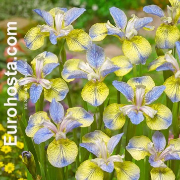 Iris Sibirica Tipped in Blue