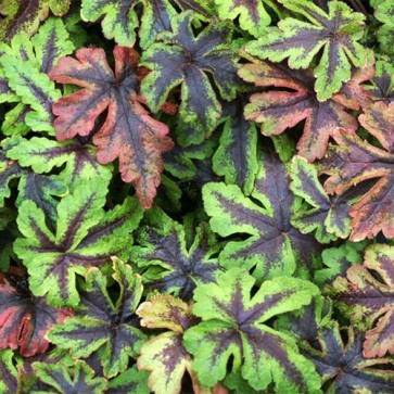 tiarella