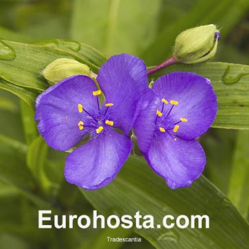 Tradescantia - Eurohosta