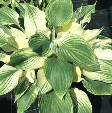 hosta Silver Feather 
