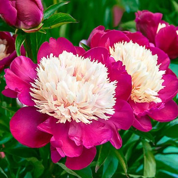 Paeonia White Cap