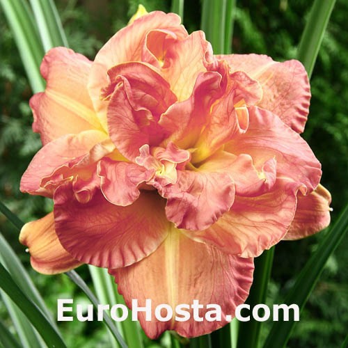 Hemerocallis Candlelight Dinner