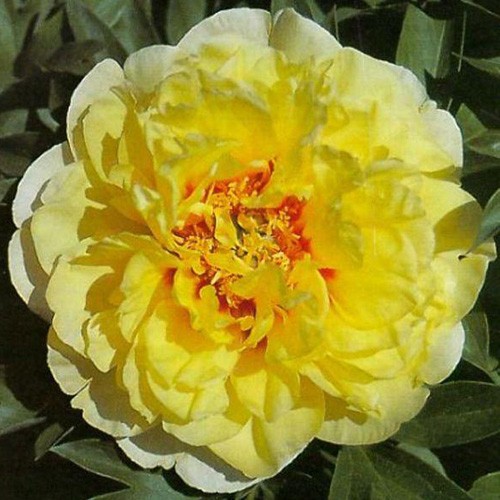 Zluta Pivonka