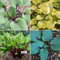 Hosta - červené nožičky