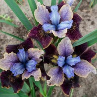 Kosatec sibírsky Peacock Butterfly Black Joker ®