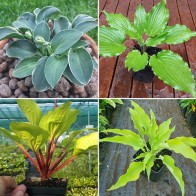 Hosta - Buffalo kultivary