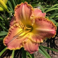 Blushing Ruffles