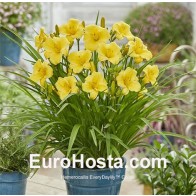 EveryDaylily Gold