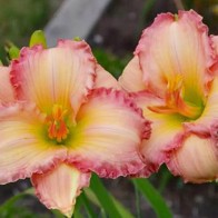 Frosted Vintage Ruffles