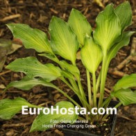 Frisian Changing Green
