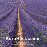 Levanduľa Hidcote Blue