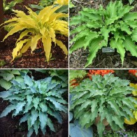 Hosta - dlhé a úzke listy
