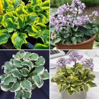 Hosta - Myšie uši 