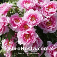 Pivónia (Itoh) Pink Double Dandy
