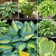 Hosta - pestré listy