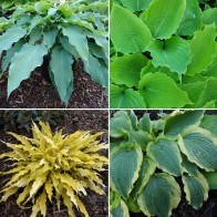 Hosta - zvlnené okraje listov