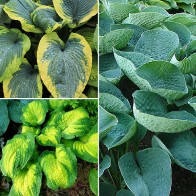 Hosta - zvráskavené listy