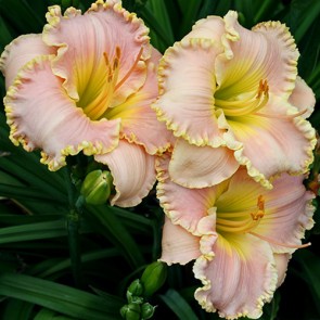 Hemerocallis  Belle Cook