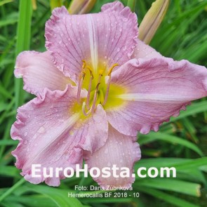 Hemerocallis BF 2018 - 10 Eurohosta