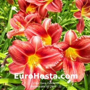 Hemerocallis BF 2018 - 22 Eurohosta