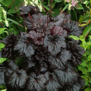 Heuchera Black Sea