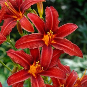 Hemerocallis Crimson Pirate