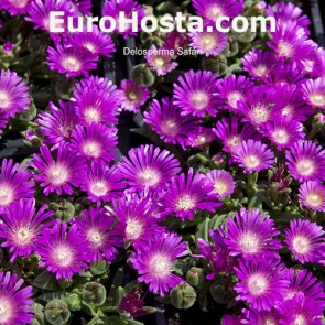 Delosperma Safari