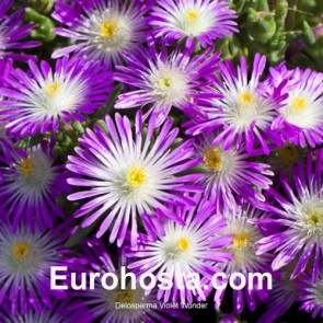 Delosperma Violet Wonder