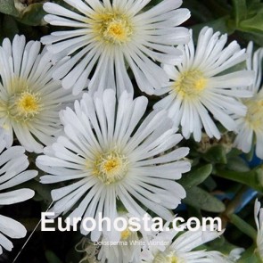 Delosperma White Wonder