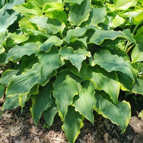 Hosta Don’t Stop Believin