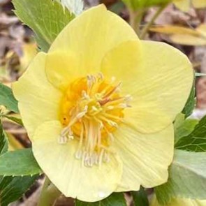 Helleborus Pretty Ellen Yellow
