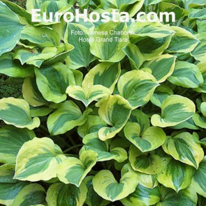 Hosta Grand Tiara - Eurohosta