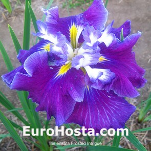 Iris ensata Frosted Intrigue