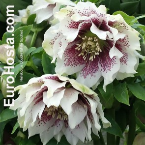 Helleborus Double White Spotted