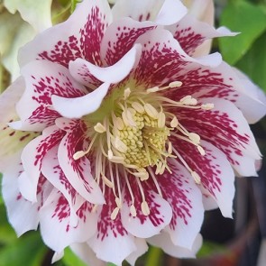 Helleborus Double White Spotted