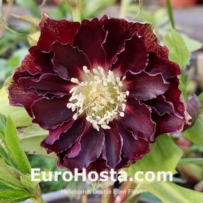 Helleborus Double picotee Red