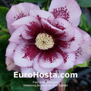 Helleborus orientalis Double Ellen Spotted Pink