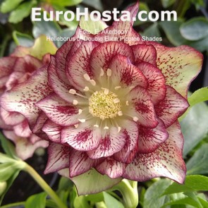 Helleborus Double picotee Red