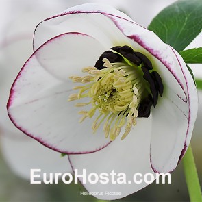 Helleborus Picotee