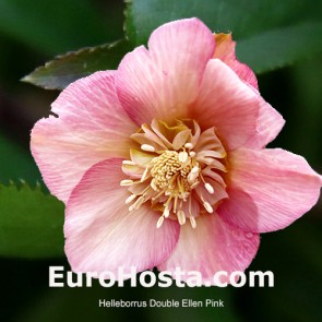 Helleborus Pretty Ellen Pink