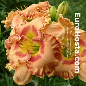 Hemerocallis Baja California - Eurohosta