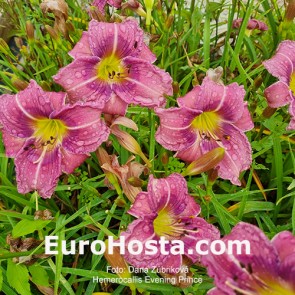 Hemerocallis Evening Prince