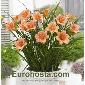 Hemerocallis EveryDaylily™ Pink Wing®