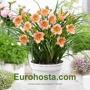 Hemerocallis EveryDaylily™ Rose®