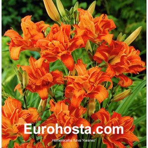 Hemerocallis Fulva Kwanso