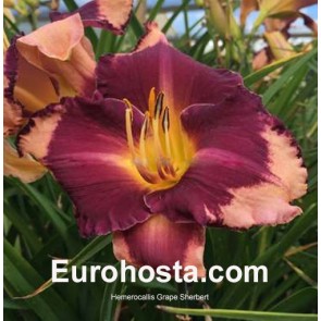 Hemerocallis Grape Sherbet