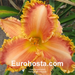 Hemerocallis Aliquippa