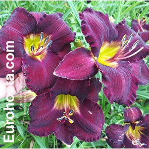 Hemerocallis All American Plum - Eurohosta