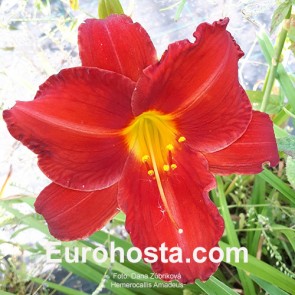 Hemerocallis Amadeus -  Eurohosta